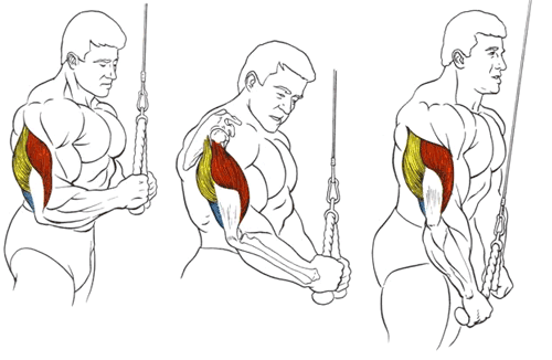 Разгибание рук на блоке