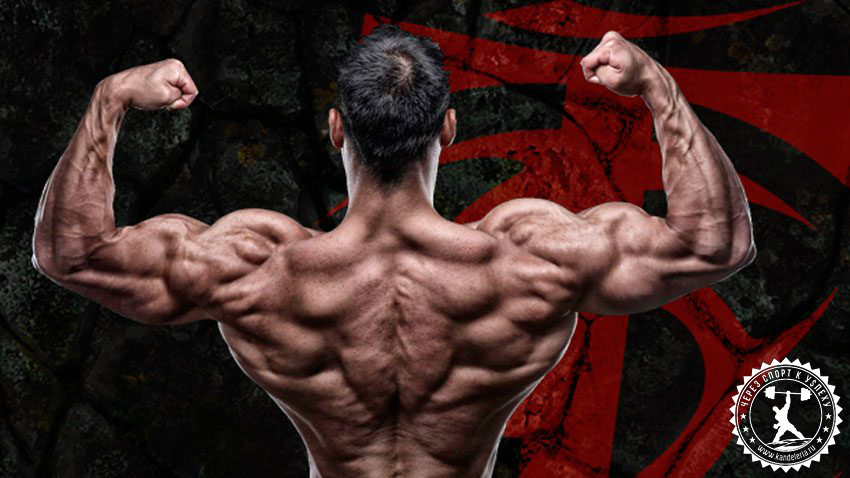 Тренировка спины и плеч в один день – кому подойдёт данный сплит?