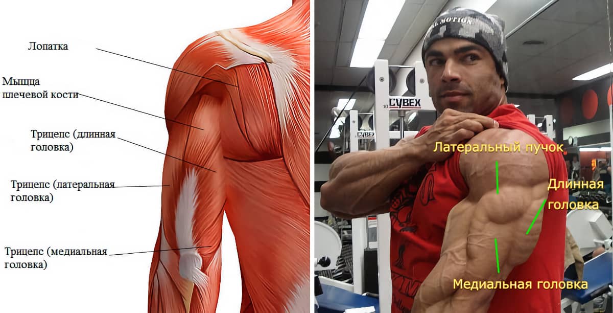 Анатомическое строение трицепсов