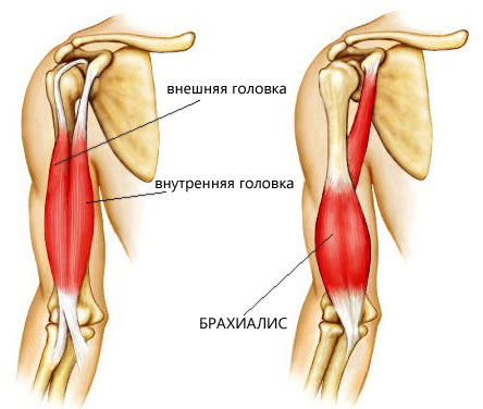 Внутренняя и внешняя головки бицепса