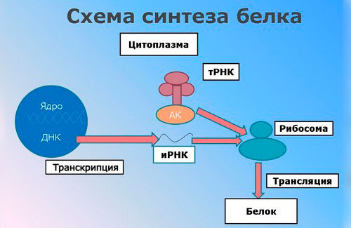 Биосинтез белка в организме