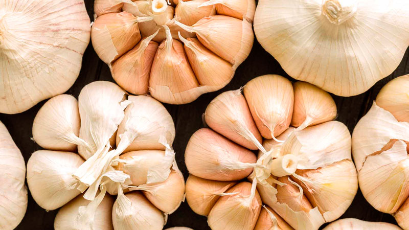 Чеснок зубчатый