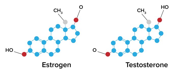 Эстроген и тестостерон