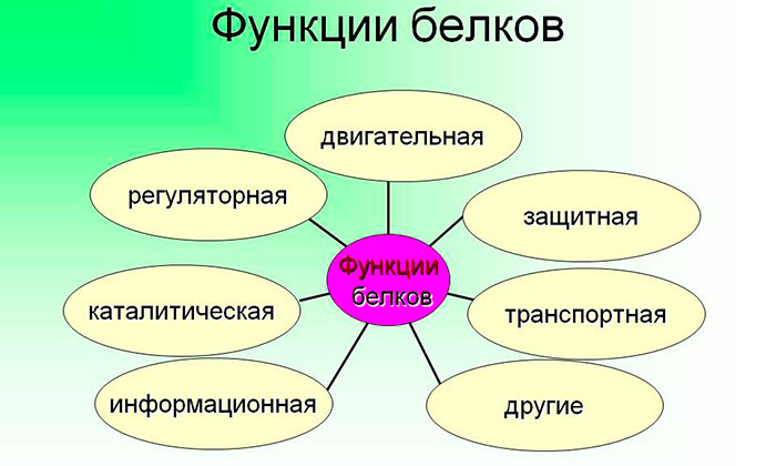 Функции белков в организме человека