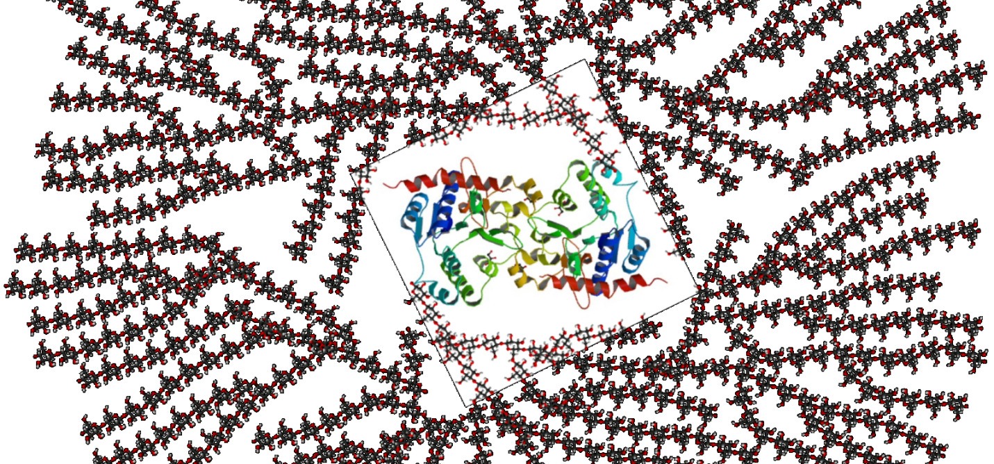 Молекула гликогена