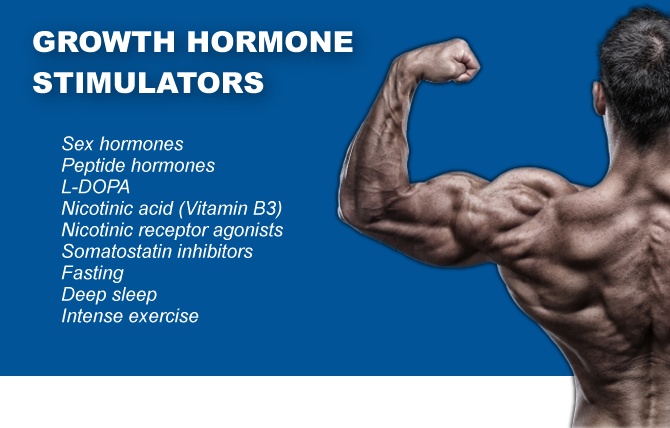 Полное руководство по мышечному анаболизму и катаболизму