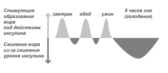 График сжигания и накопления жира под действием инсулина