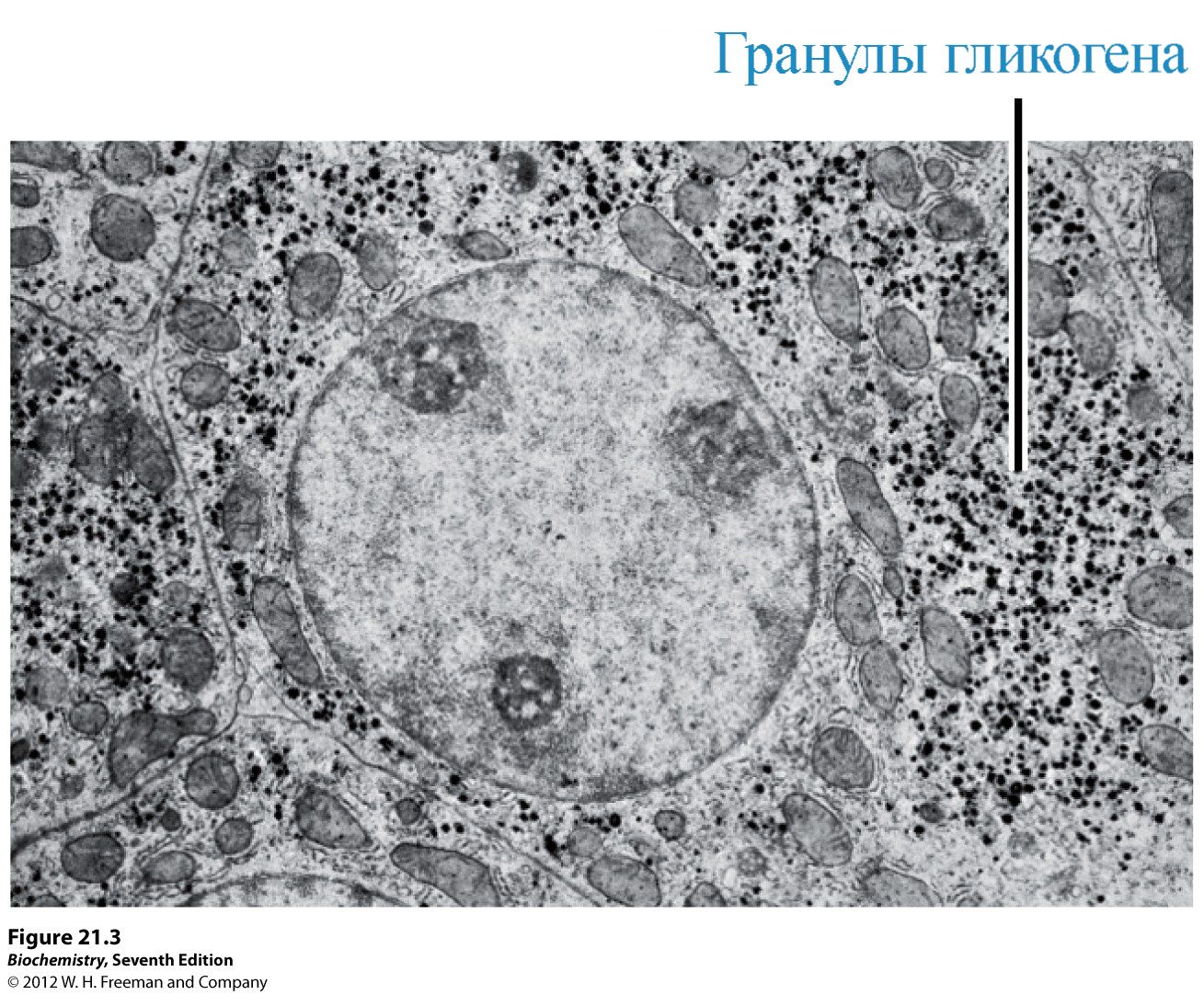 Гранулы гликогена