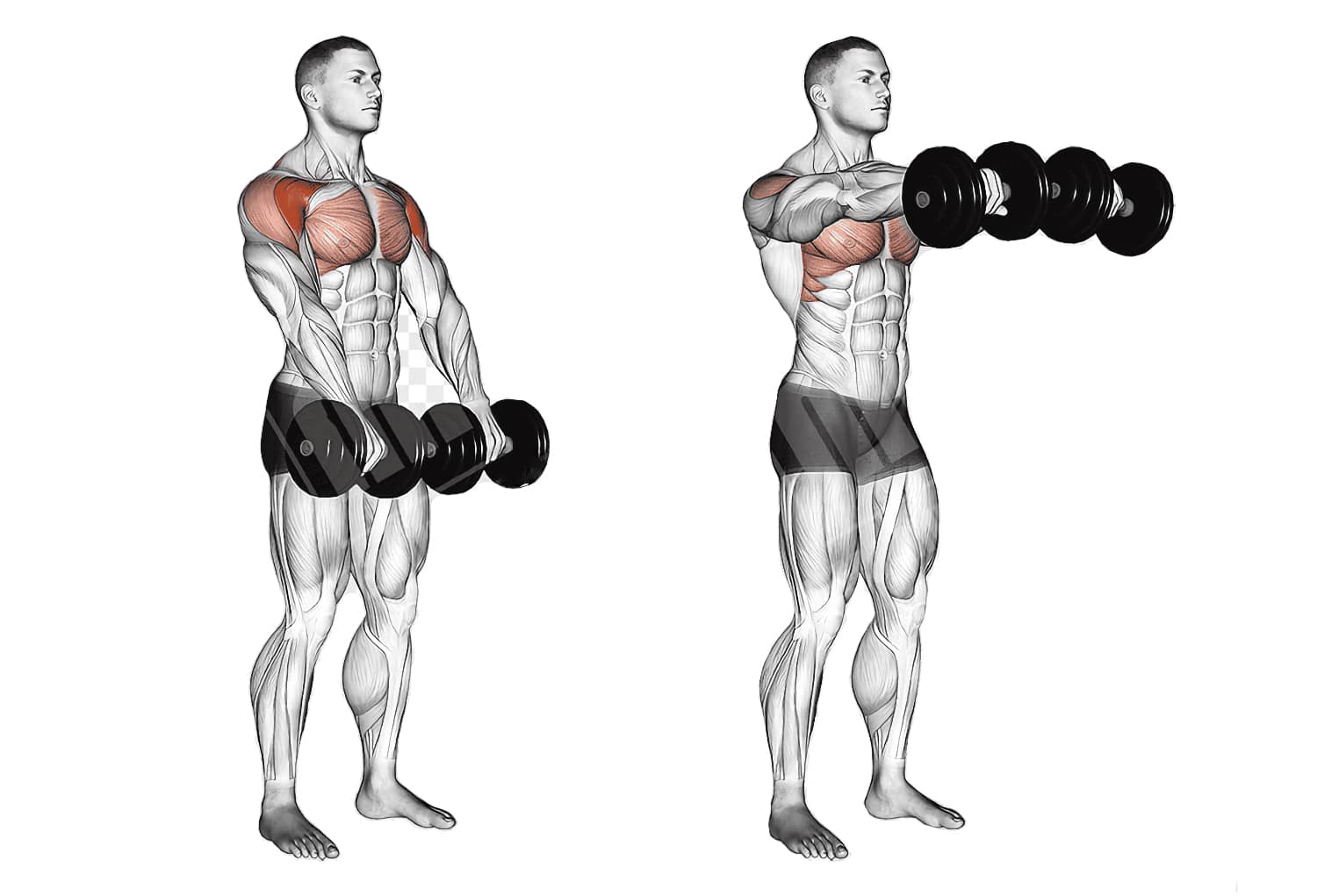Махи гантелями перед собой