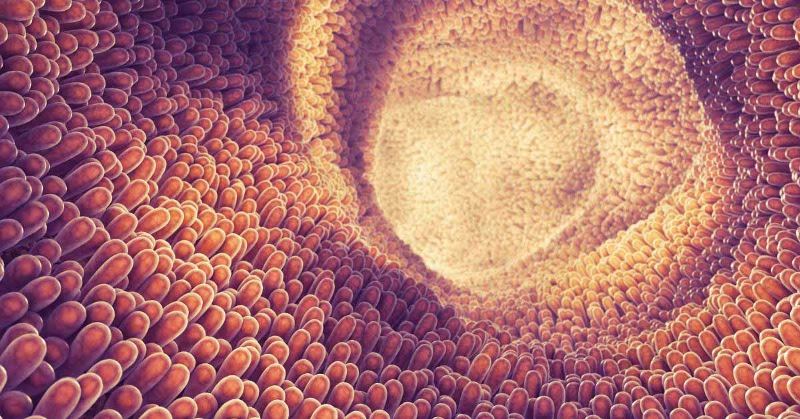 Действие пробиотиков