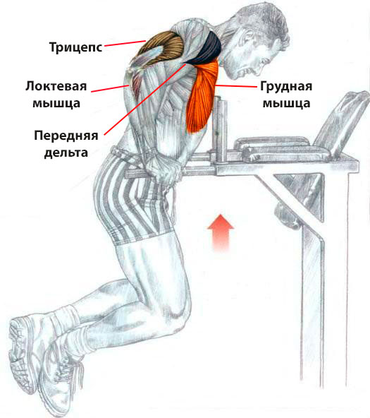 otzhymaniya-na-brusyah-rabochie-myshcy