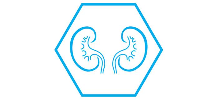 Здоровье почек и белковые диеты