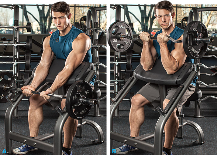 Подъем штанги на бицепс на лавке Скотта