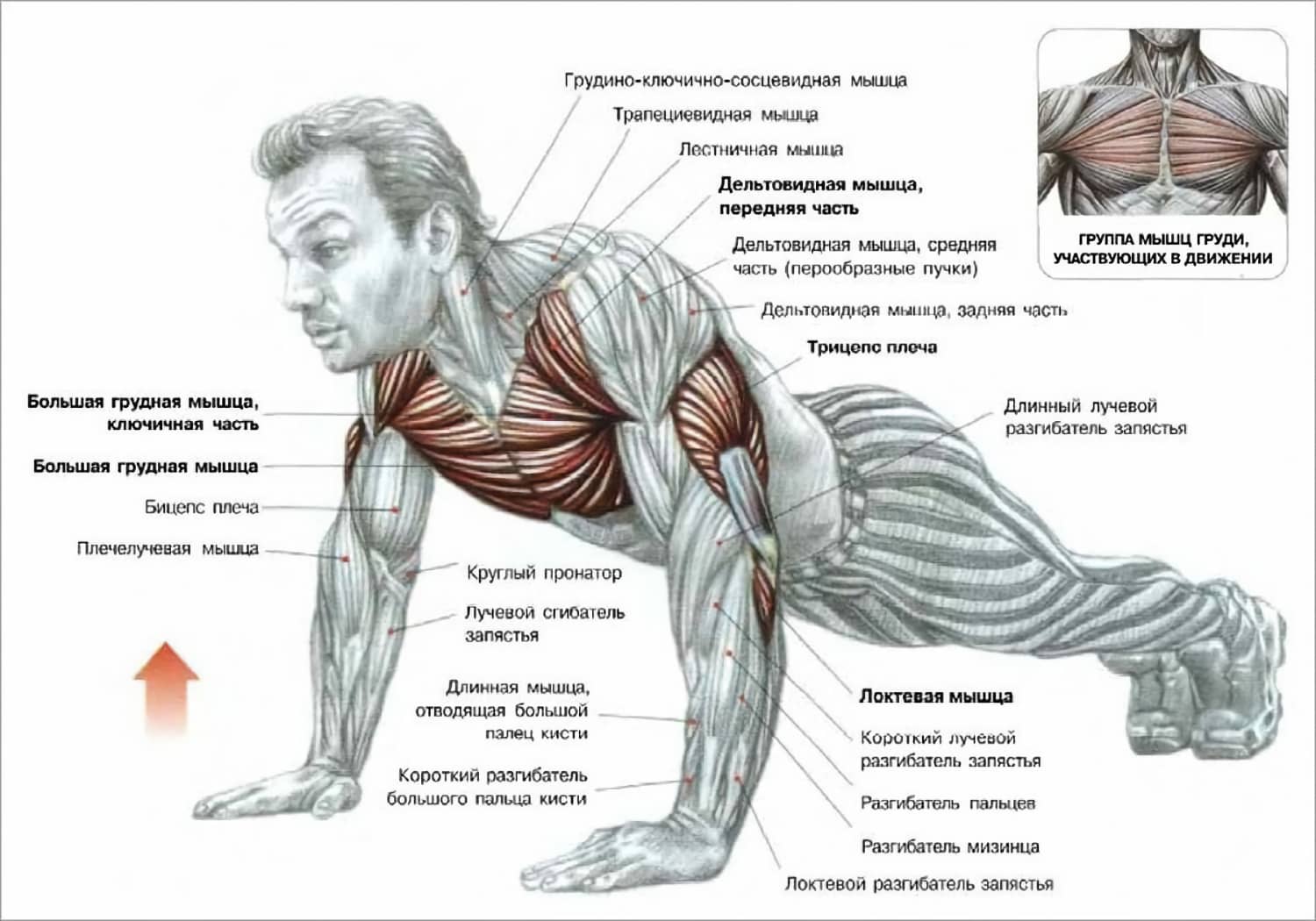 Отжимания от пола - мышцы