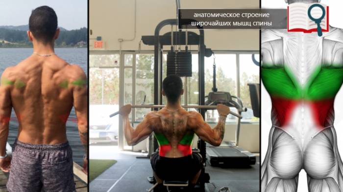 строение широчайших мышц спины