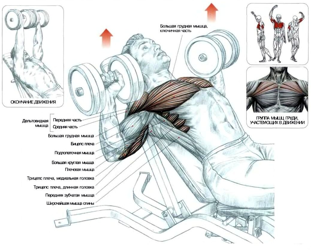 Техника жим гантелей лежа на наклонной скамье головой вверх