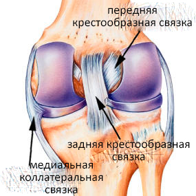 Связки коленного сустава