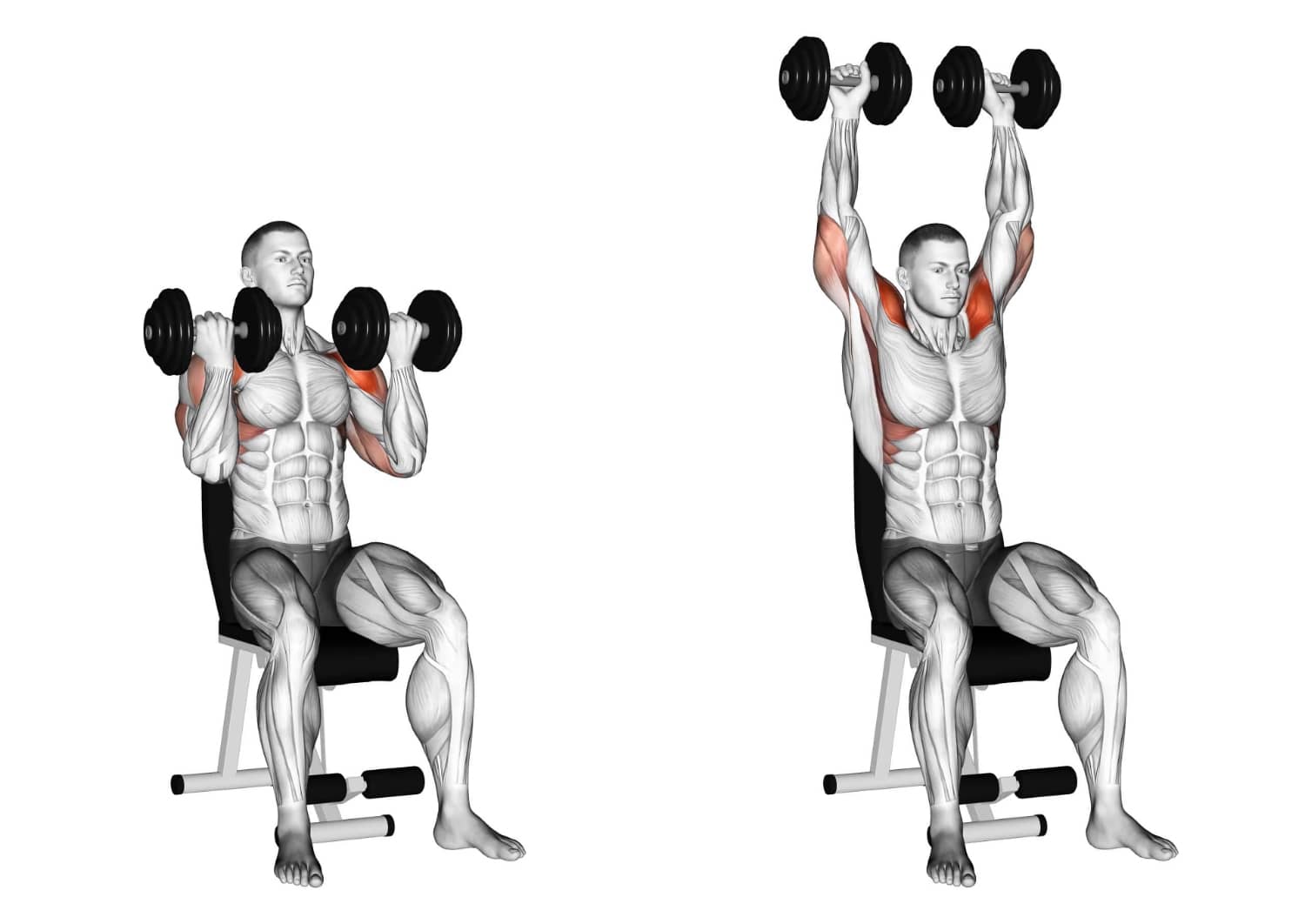 Жим Арнольда